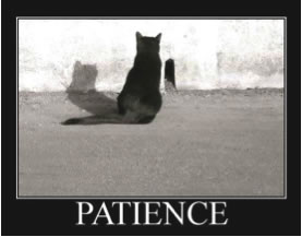 Patience du chat